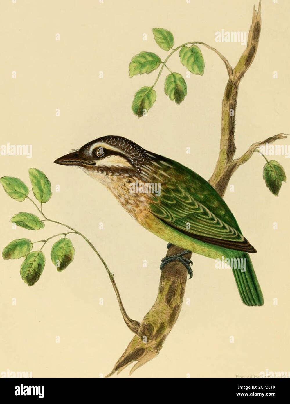 . Illustrationen der indischen Ornithologie : mit fünfzig Figuren von neuen, unfigured und interessante Arten von Vögeln, vor allem aus dem Süden Indiens. S nicht auf dem Kontinent von Indien gefunden, sondern tritt im Süden der Malayhalbinsel, und von dort erstreckt sich nach Osten zu den Inseln. Der Eisvogel, der von Sonnerat auf seiner Reise pi beschrieben wurde. 32, wie Le Martin-pecheur de Iisle de Lutjon, ist der Luzonian K. von Latham Nr. 58 vielleicht das gleiche wie der Gegenstand unserer vorliegenden Platte. Wenn nicht, wird es eine dritte und eng verwandte Art bilden. Die New Holland 3-Toed Eisvögel wurden von Ceyx durch Swains getrennt Stockfoto