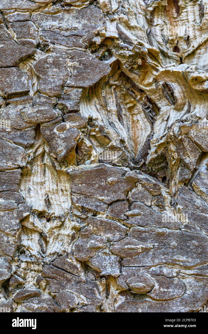 Lärchenrinde, natürliche Textur, rissige Rinde auf dem Stamm der Lärche (Larix pumila), Nahaufnahme Stockfoto