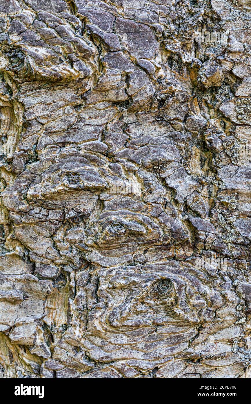 Lärchenrinde, natürliche Textur, rissige Rinde auf dem Stamm der Lärche (Larix pumila), Nahaufnahme Stockfoto