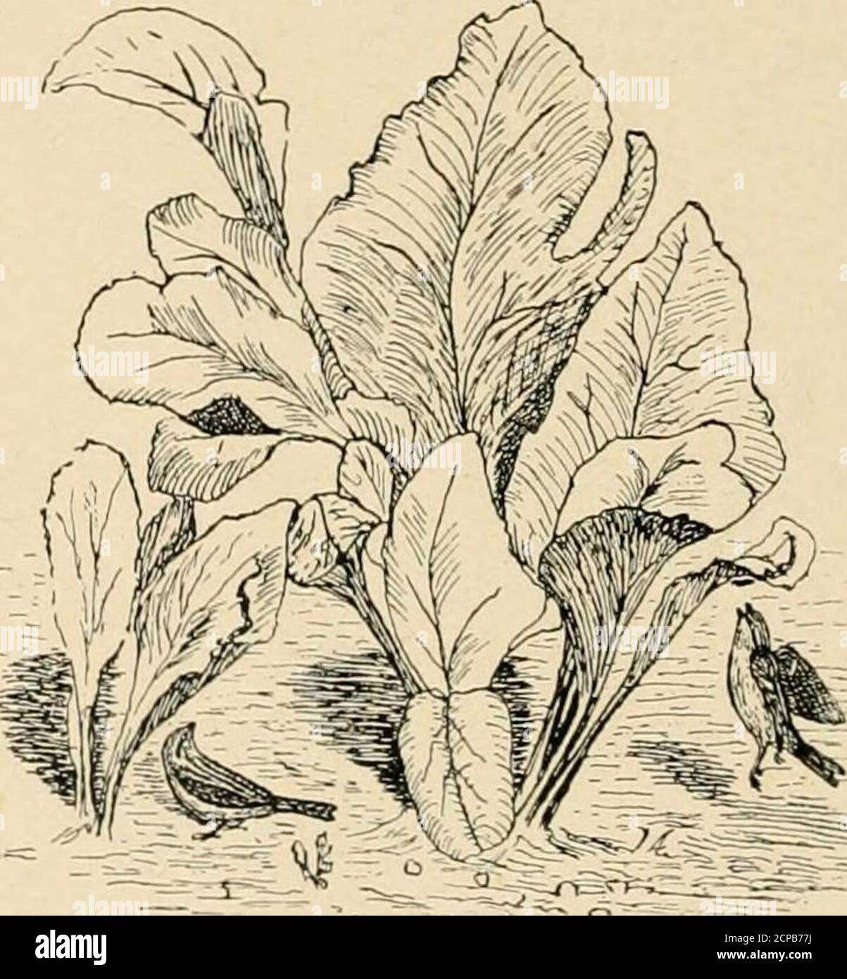 . Nützliche Vögel und ihr Schutz. Mit kurzen Beschreibungen der häufigsten und nützlichen Arten von Massachusetts, mit Konten ihrer Ernährungsgewohnheiten, und ein Kapitel über die Mittel der Anziehung und Schutz von Vögeln. N-Schwanz Motte, die Raupe Zelt, und die der Tus-Sock Motte. Nachtaktive Motten, insbesondere Arctians, und Tineid Motten werden in der Luft gefangen. Johannisbeerwürmer kommen nicht zusammen. Sie ist zerstörerisch für die Kabeljaumlinge und deren Motten der Zeltraupe und der Waldzeltraupe.insgesamt, achtunddreißig Prozent, der Nahrung des ChippingSparrow besteht aus tierischer Materie, Stockfoto