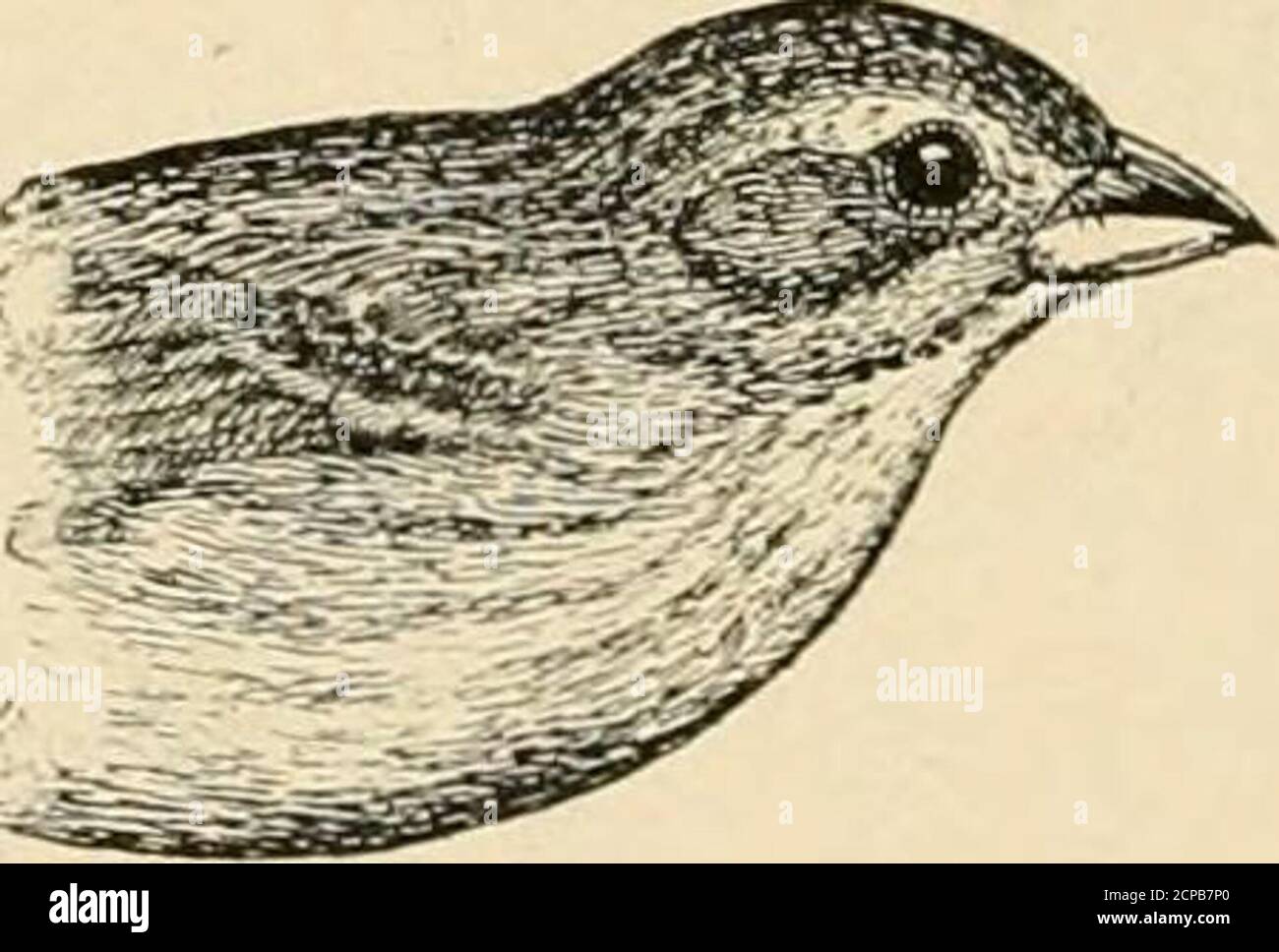 . Nützliche Vögel und ihr Schutz. Mit kurzen Beschreibungen der häufigsten und nützlichen Arten von Massachusetts, mit Konten ihrer Ernährungsgewohnheiten, und ein Kapitel über die Mittel der Anziehung und Schutz von Vögeln. )Pfeile, und nimmt viele solche Larven^ toits jung. Es ist von Grashüpfern lieb und nimmt einige Insekten vom Garten.Es isst die Birke-Pflanzenlaus mit aidity.A einige Fliegen, Mücken oder Mücken aretaken; cankerwornis und andere Mess-Würmer, die Larve der sexeralen Arten von -pis. 130. – Indigo-Bunt-Schmetterlinge, und die Imagos der nächtlichen Lug, weibliche und Tincid Motten, mit Stockfoto