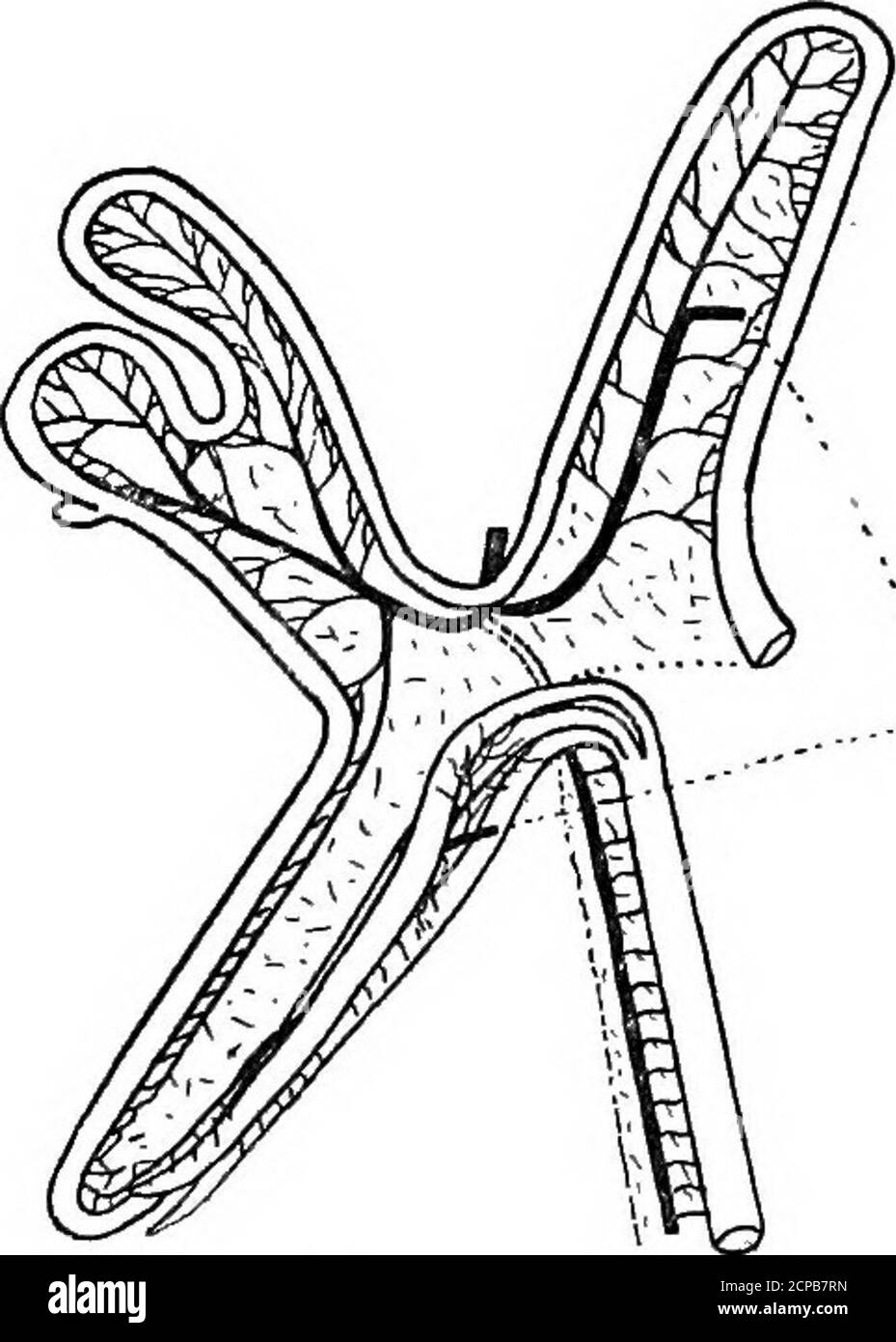 . Die Struktur und Klassifizierung der Vögel . oder kleinere Spina externa. Der Schlüsselbein kommt intoneare Beziehungen mit Procoracoid und Scapula. In der JculP gibt es keine basipterygoiden Prozesse, und die Lakry-mals (in Fulica, Ocydromus und Aramides) nicht verbinden die in Porzama notata die ceeoa sind Minute--8 Zoll in der Länge. Vgl. Parridceamong Limicolse. C. G. Giebel, Osteologie der gemeinsamen Ealle, &o., Zeitschrift ges. Naturw.V. (1855), S. 185. Shufeldt, Osteologie bestimmter Kraniche, Bails, und theirAllies, J, Anat. Phys. 1895, S. 2; und Osteologie von Poraana Carolina, Journ. Komp. Mittel Surg. 1888. Stockfoto