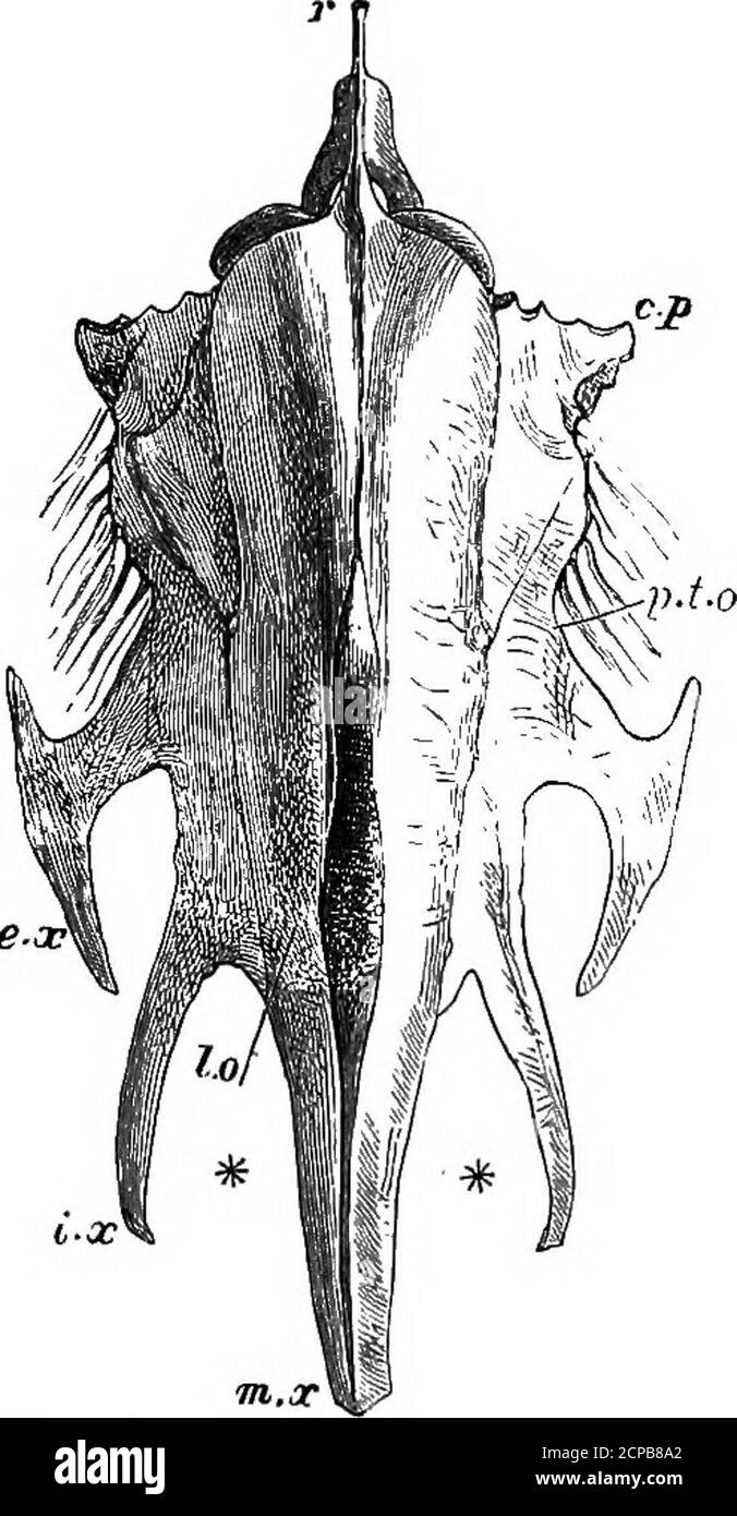 . Die Struktur und Klassifizierung der Vögel . Abb. 152. – Skuh op Tetrao FiO. 153. – Sternum von Crax lorogallus. Venteal View. Globicera (aetee Huxley). (Nach Huxley.) Buchstaben wie in Abb. 72, v. MXP, maxillo-palatines ; Vo, vomer ; 128, MIT DEM DIESER FlQUEE J/A:,maxilla;Pi,palatines;/^ ptery- ZU EE COMPABEB ist. Golds ; +, basipterygoid facets; PMX, premaxlUa. Ersteres enthält die Cracidae und Megapodidffi, die restlichen Familien. Die Peristeropoden können so definiert werden :- 1. Sternum mit nicht sehr tiefen inneren Kerben (Abb. 153) und mit kurzen obtuse kostalischen Prozessen, die Vorderkante o Stockfoto