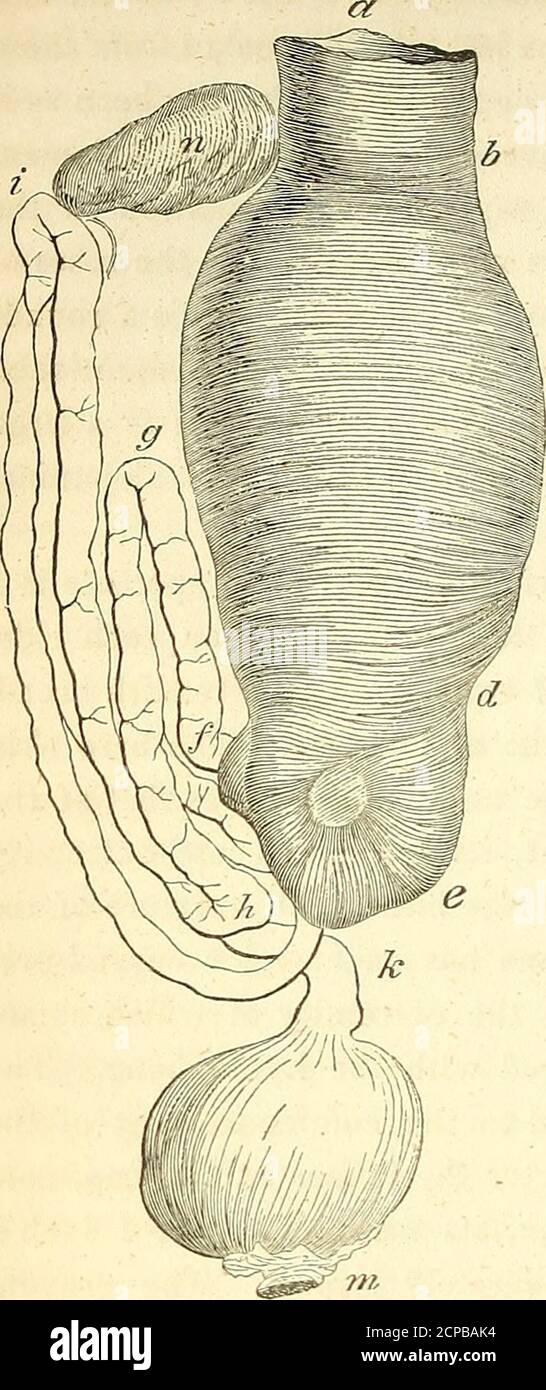 . Die Vögel von Amerika: Von Zeichnungen, die in den Vereinigten Staaten und ihren Territorien gemacht wurden. Ntractor Muskeln der Trachea sind von mäßiger Stärke; thesterno-tracheals stark; ein Paar von unteren Laryngealmuskeln, die an denglandulären aussehenden, gelblich-weißen Körpern angebracht werden, die auf der Membran zwischen dem ersten und zweiten Ring der Bronchien eingefügt werden. Der Riechnerv kommt vom äußersten vorderen Punkt des Derebrums ab, tritt in einen Kanal im schwammartigen Gewebe des Knochens ein und verläuft in seiner Nähe zum Septum zwischen den Augen für 10 Zwölftel eines Inch, mit aslight Kurve. Es tritt dann in die Nasenhöhle ein Stockfoto