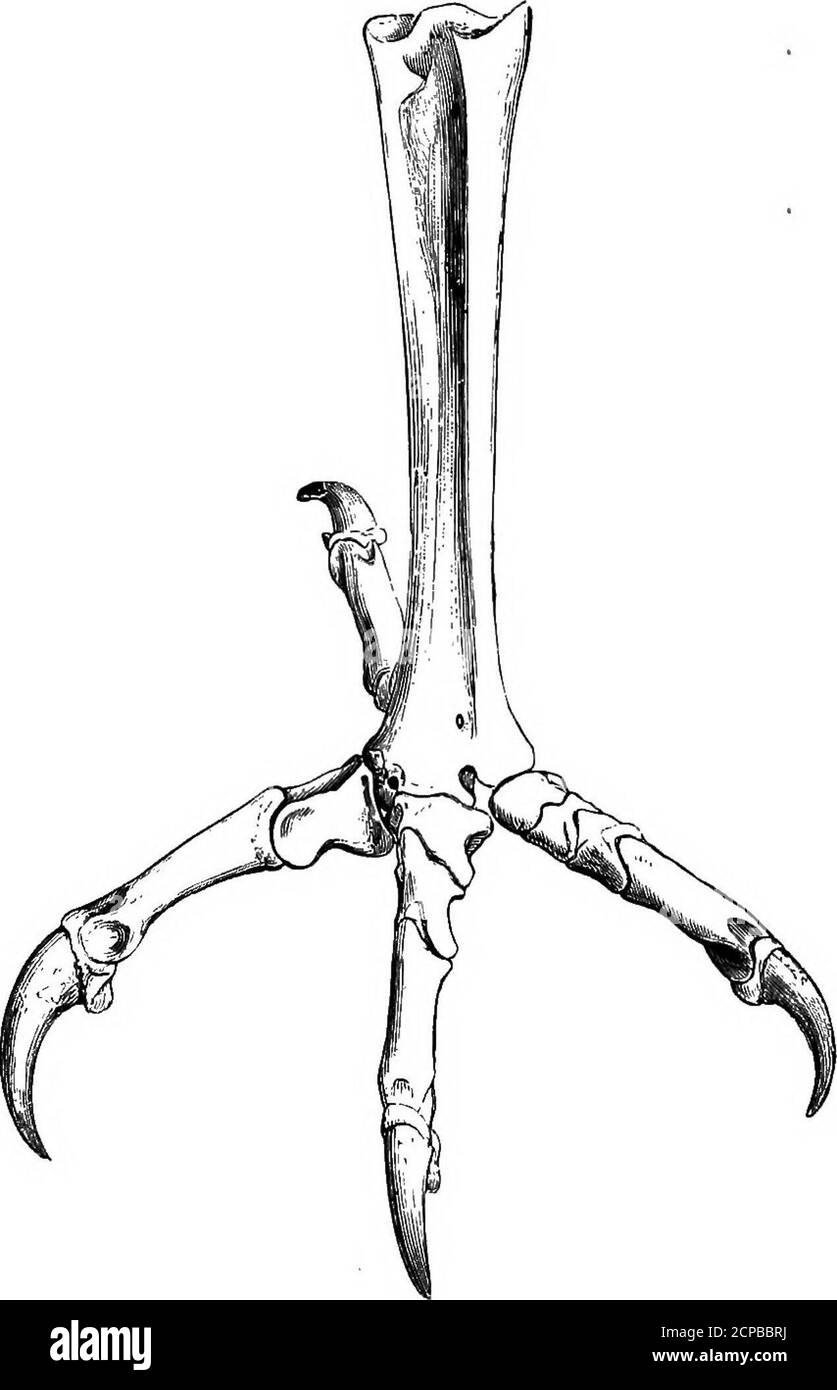 . Die Struktur und Klassifizierung der Vögel . Fio. 127.- Bight Foot of Strix (afteb Beddahd). Ich habe vierzehn in Strix, Fhotodilus, Ketupa und anderen Gattungen gefunden, die ich untersucht habe. In Buho hengalensis ist der Ring des Atlas oben unvollständig; die Bedeutung des Vorkommens dieses Mangels in Pandion ist largelylost, da Gariama ähnlich charakterisiert ist.die Hämapophysen in Ketupa javanensis beginnen auf CLL assingle Prozesse und reichen bis D3 ; Auf CIO ist eine 250 STRUKTUR UND KLASSIFIZIERUNG VON VÖGELN bifide Hypapophyse, und auf C9 die Katapophysen fast forma ca Stockfoto