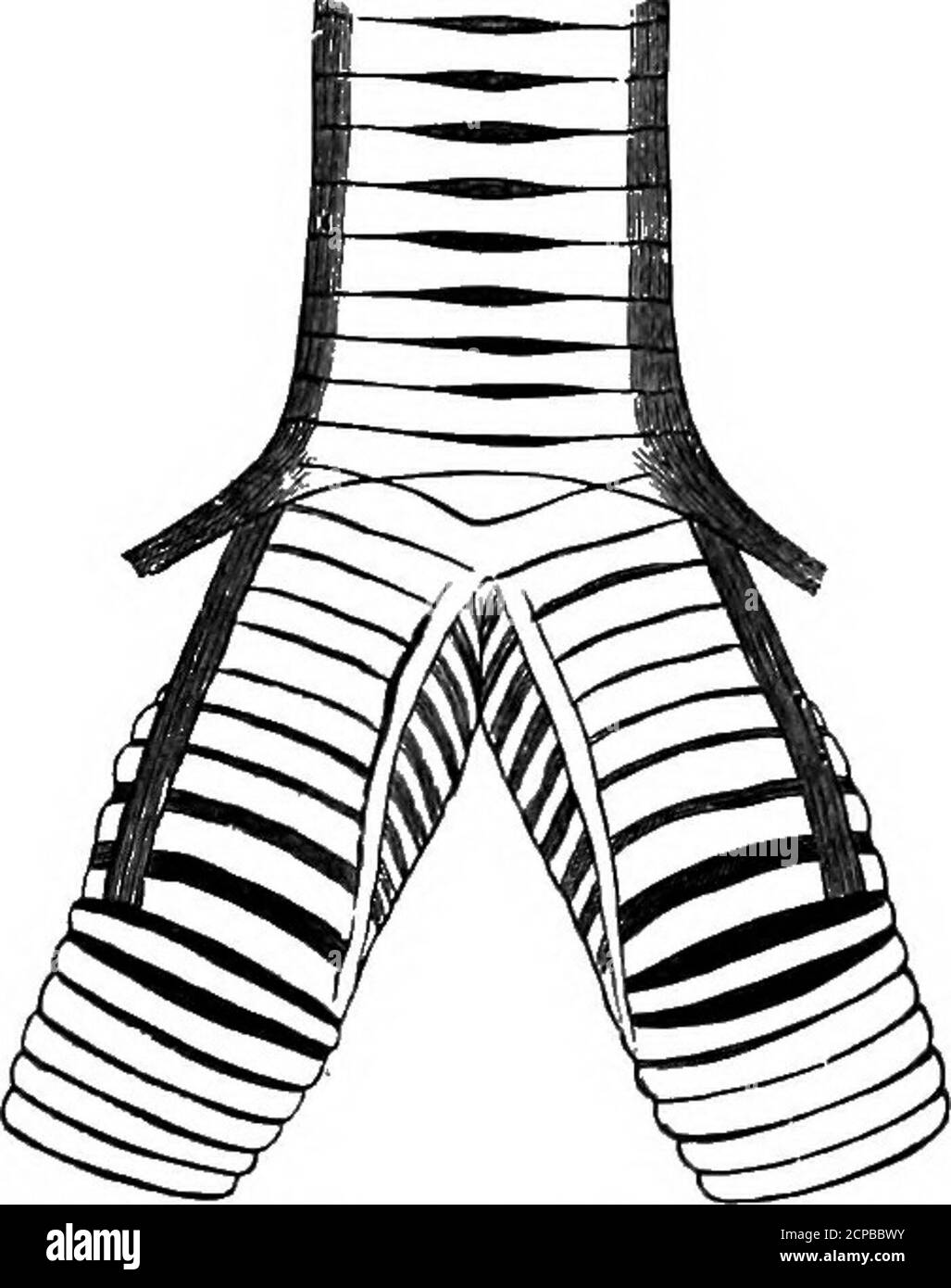 . Die Struktur und Klassifizierung der Vögel . Abb. 128. – linker Fuß von Bubo (aptek Beddakd). Am 10. In ST7-ix sind die Katapophysen auf C9 entfernt. Photo-Dilus ist wie Ketupa. An der sternuna, die in Strix einkerbt und in anderen Eulen zweikerbt ist, sind Figenrippen befestigt. Dr. CoUES Schlüssel zu nordamerikanischen Bitds. STRIDES 251 hat die Existenz unter den Striges einer scapulaaccessoria erwähnt. Die Coracoide sind bei ihrer Artikulation mit sternuni nicht in Kontakt; die Procoracoide sind mäßig groß, und der Schlüsselbein erreicht sowohl sie als auch die Scapula. Wenn es nicht für Pliotodilus wäre, könnte es po sein Stockfoto