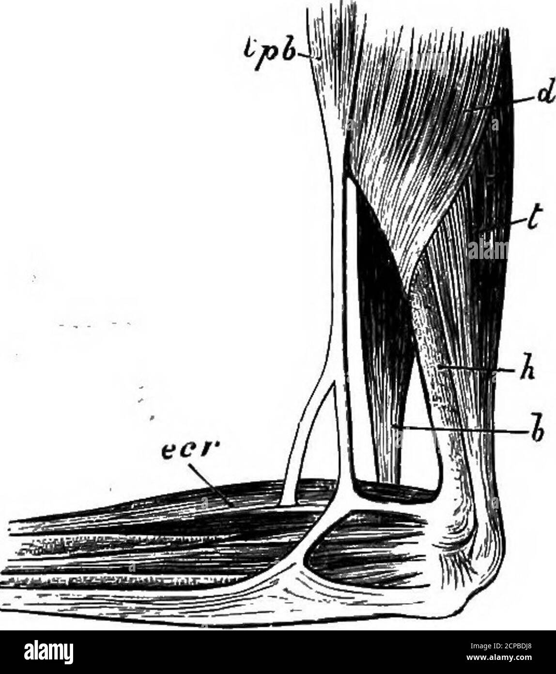 . Die Struktur und Klassifizierung der Vögel . Abb. 116. – Patagiai Muscles okCa/primulgus (apieb Gabkod). dt de-toid ; 6, Bizeps; A, Humerus; &lt;p&, ten-sor patagii brevis ; ecr, extensor carpi radialis.. Abb. 117. – korrespondierende MuskelleOF Steatornis, aber des linken Flügels (nach Garrod).t, Trizeps. Andere Buchstaben wie in flg. 116. Beschränkt auf .ITS- Sehne. In Podargus Eurbringer beschreibt ein besonderer Schlupf des Rhomboideus profundus, der sich separatelyaus dem Ilium ergibt. Die Anconaus haben einen tendenösen Oberkopf.im Oberschenkel ist die Muskelformel entweder AXY – (niost Capri-mulgi) oder XY – {Steatornis). Die tibialis antic Stockfoto