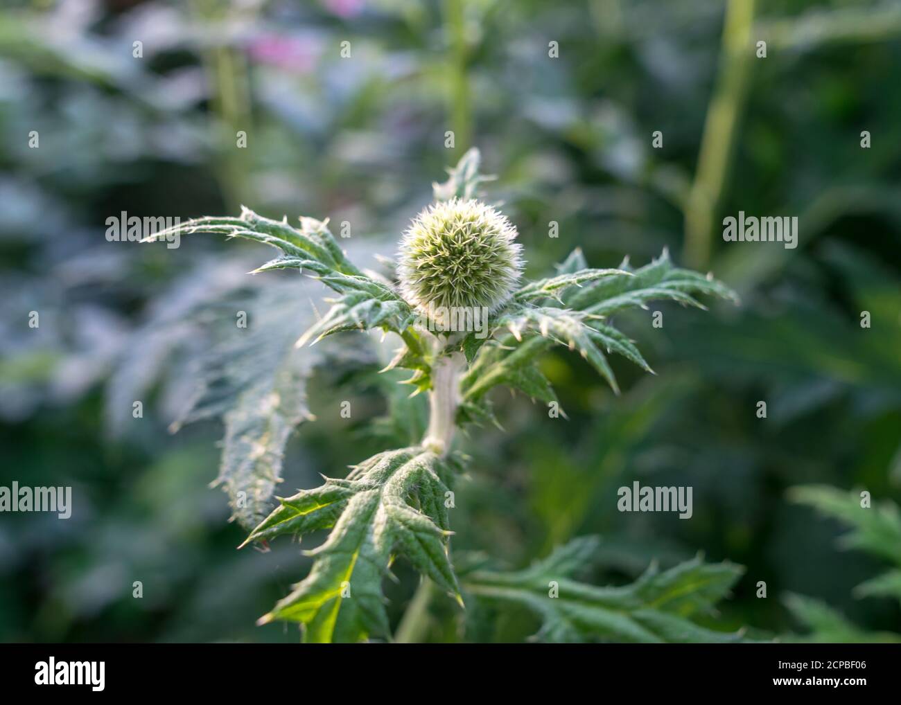 Dekorative grüne Distelblume, verschwommener Hintergrund, Sommerlandschaft Stockfoto