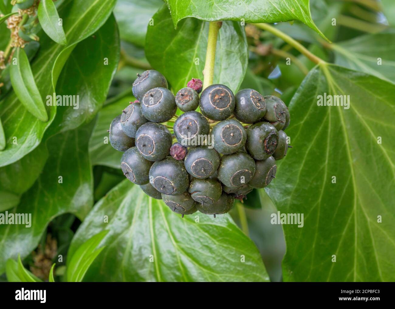 Efeu (Hedera Helix), Früchte, Bayern, Deutschland, Europa Stockfoto