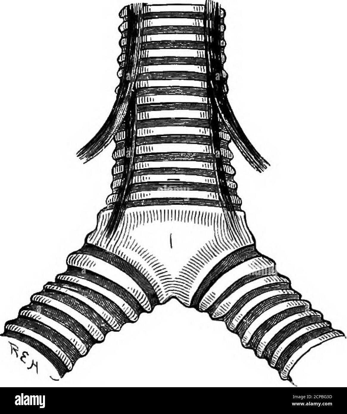 . Die Struktur und Klassifizierung der Vögel . t von diesen fünf zeigt die Verzahnung Anordnung, die so oft in thetracheal Ringe gefunden wird. Der Pessulus ist gut entwickelt und knöcherig, aber aufgrund der vollständigen Verschmelzung der Trachealringe sowohl posteriorly als auch anteriorly ist es unmöglich zu sagen, aus welchen Ringen es entflochten ist. Die intrinsischen Muskulatur der Syrinx wird nahe der Grenzlinie zwischen dem letzten und dem vorletzten Trachealring angesetzt. Die bronchialen Halbringe sind knorpelig, und zwischen dem ersten und dem letzten Trachealring gibt es ein beträchtliches Interval. Bucorvus ahyssin Stockfoto