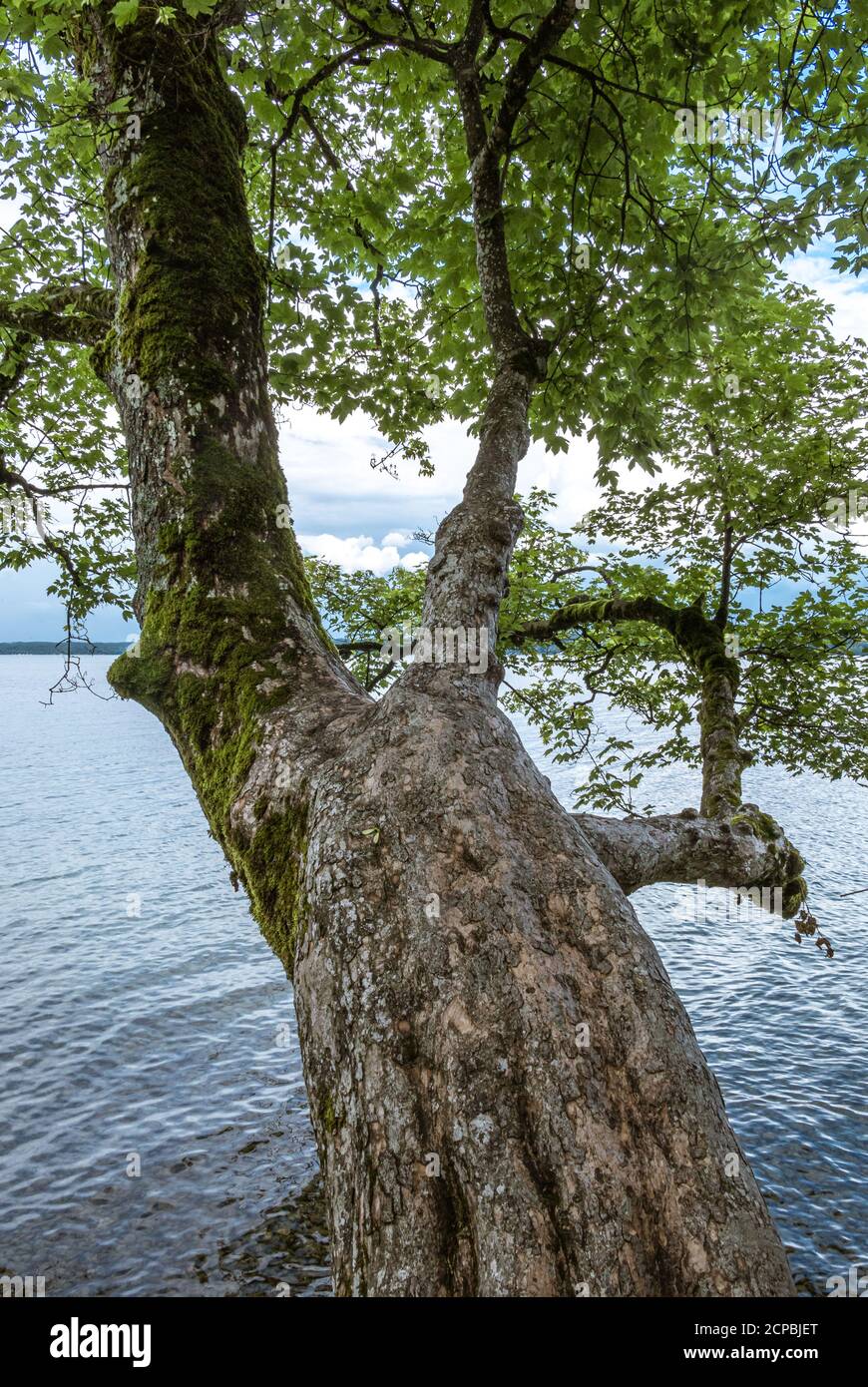 Alte mosierte Ahornbäume am Starnberger See, Bernried, Bayern, Deutschland, Europa Stockfoto