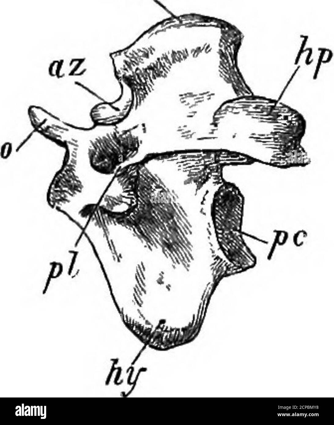 . Die Struktur und Klassifizierung der Vögel . Fia. 66. – Atlas of Emu (aftek Mivabt). ac, Gelenkfläche;V, Wirbelarterialkanal; hp, Hyperapophysen.. Fio. 67. – Achse der WWU (aftkkMikakt). 0, odontoid Prozess; nsy neurale Wirbelsäule ;az, anteriore zygapoptiyses; pi, Pleuralamella; pc, artikuläre sur-face; hif, hypapophysis; hp, Hyper-apophysis. Stockfoto