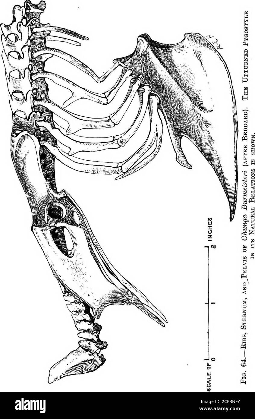 . Die Struktur und Klassifizierung der Vögel . I FiO. 63. – Lendenwirbel und Kreuzwirbel eines unreifen Straußes (nach Mivart).8, 9,10, sakrale Wirbel; p, Parapophysen ; d, Diapophysen. Als aus den letzten genannten Diapophysen anzunehmen. Die ersten vier kaudalen Wirbel des Archesopteryx haben starke transversale Prozesse, die schwächer, aber vorhanden sind, auf dem fünften, was also einen Übergang zu den restlichen sechzehn ermöglicht, auf denen es keine solchen Prozesse gibt. Im W. Marshall, Untersuchungen iber den Vogelschwanz, Ned. Arch./.Zool. i. 1873, S. i94. 114 STRUKTUR UND KLASSIFIZIERUNG DER VÖGEL Stockfoto