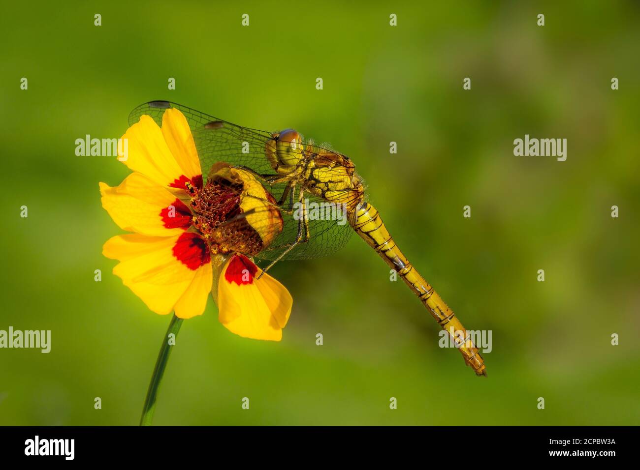 Gemeine Drachenfliege, Sympetrum striolatum. Stockfoto