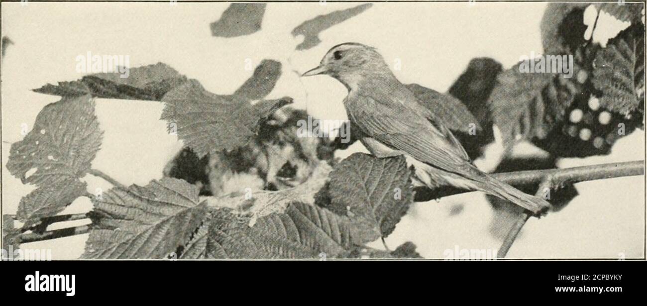 . Amerikanische Vögel, studierte und fotografiert aus dem Leben . Kriechende Viren füttern Yuung. Warling Vireo am Nest nach dem Füttern. Korbmacher, die Vireo und Oriole i8i Frau, so mit dem Vogel im Glas, flog gegen das Rind, aber nie etwas anderes als auf den Boden gleiten. Ich fürchte, sie wäre verrückt geworden, wenn sie gegen das Nest geflogen wäre und die Familie kümmert sich nicht um sie. Aber ich glaube nicht, dass es einen Tag gab, unlessit war, nachdem die Mutter begann Einstellung, dass das Paar nicht am Fenster erschien. Der Vogel im Glashaus hatte eine große Faszination, und das Fenster Stockfoto