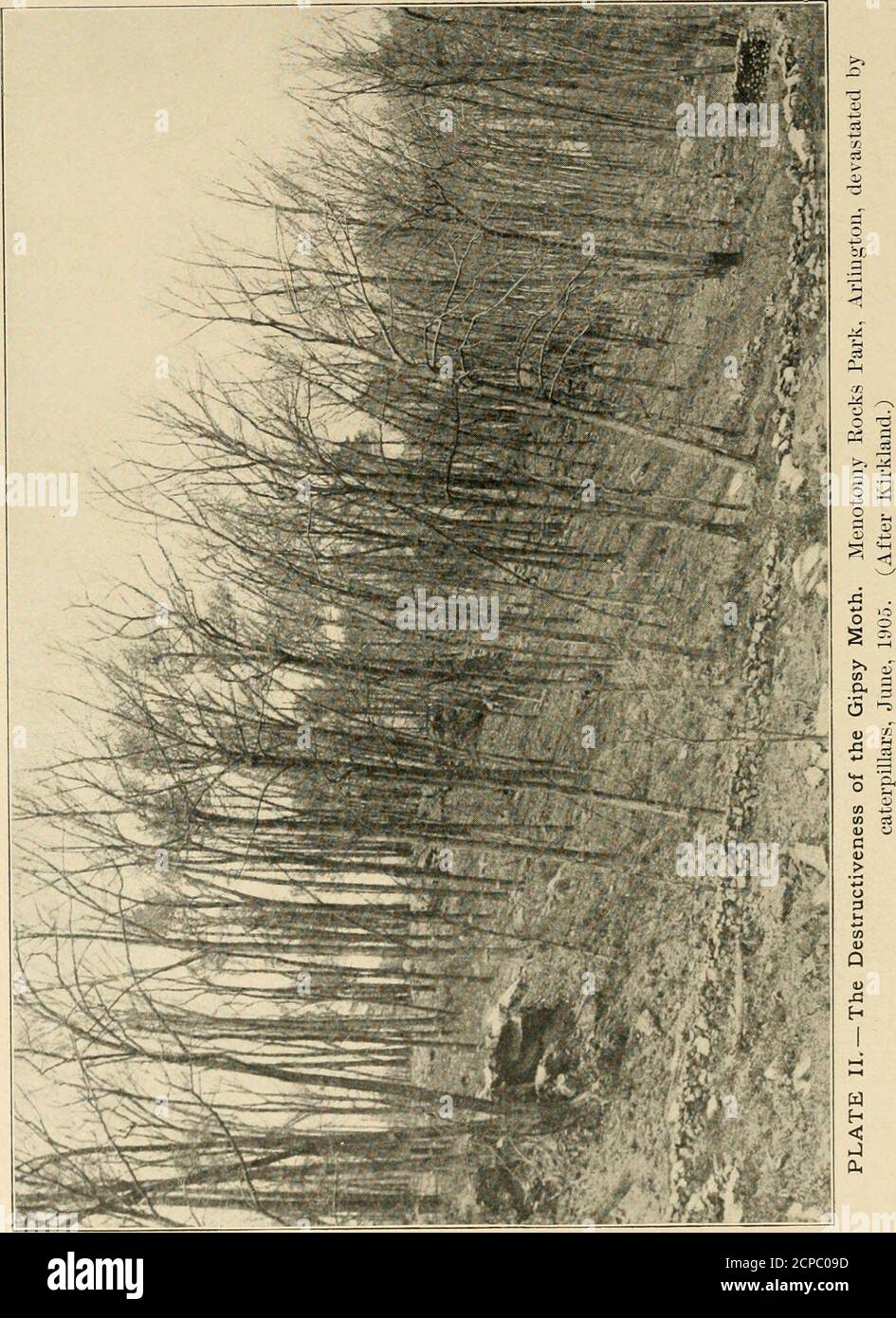 . Nützliche Vögel und ihr Schutz. Mit kurzen Beschreibungen der häufigsten und nützlichen Arten von Massachusetts, mit Konten ihrer Ernährungsgewohnheiten, und ein Kapitel über die Mittel der Anziehung und Schutz von Vögeln. ) ul) lic Ärgernis, dass im Jahr 1890 der Gesetzgeber fünfzig tausend Dollar für ihre Ausrottung angeeignet. Innerhalb der nächsten zwei Jahre erfuhr man, dass sich die Motten über dreißig Städte ausgebreitet hatten. Der Staat. Stockfoto