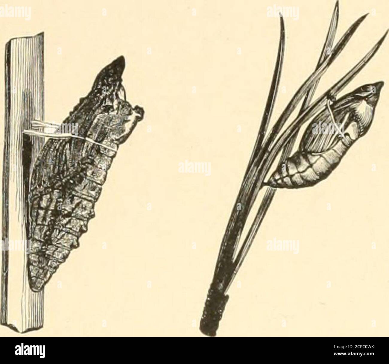 . Nützliche Vögel und ihr Schutz. Mit kurzen Beschreibungen der häufigsten und nützlichen Arten von Massachusetts, mit Konten ihrer Ernährungsgewohnheiten, und ein Kapitel über die Mittel der Anziehung und Schutz von Vögeln. - ^-terpiiia.einige, wie bestimmte Blatt-fressende Käfer, sind in der Pro-fect-Form schädlich. Während des schnellen Wachstums einer Larve verschwand die Haut mehrmals, bis die volle Größe erreicht ist, wenn die nexttransformation ausgeflektiert wird und die Larve zur Puppe orchrysalis wird. Unter den Schmetterlingen und Motten (Lepidoptera)spinnt das Insekt oft aus sich selbst einen Faden, den es webt Stockfoto