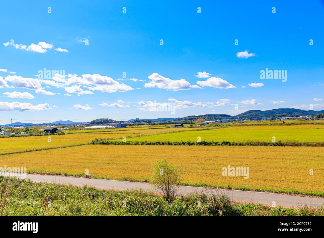 Koreanische traditionelle Reisanbau. Reislandschaftslandschaft im Herbst. Reisfeld und der Himmel in, Gimpo-si, Gyeonggi-do, Korea. Stockfoto