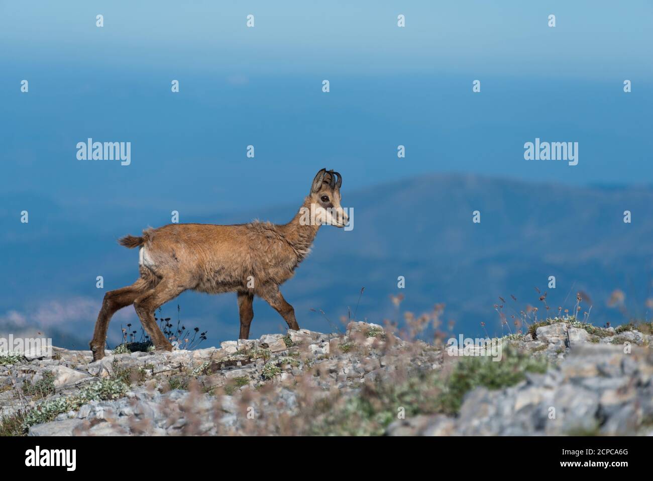 Junge Gämsen im Olymp Nationalpark Stockfoto