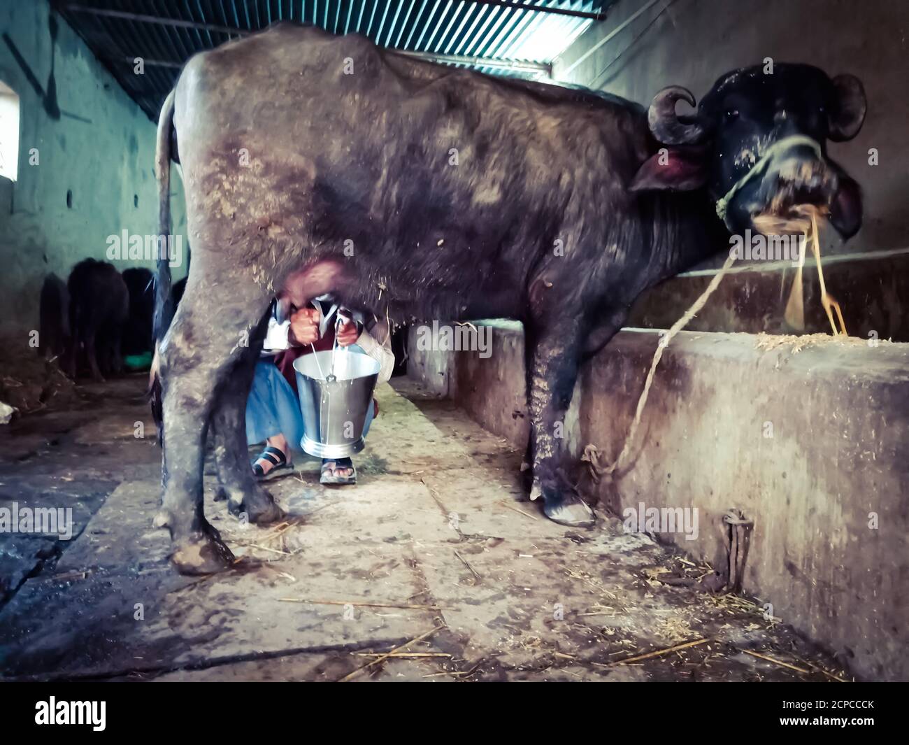 DISTRIKT KATNI, INDIEN - 04. JANUAR 2020: Ein Milchbauer melkt seine Büffel in seiner lokalen Milchfarm, einer indischen Farmszene. Stockfoto