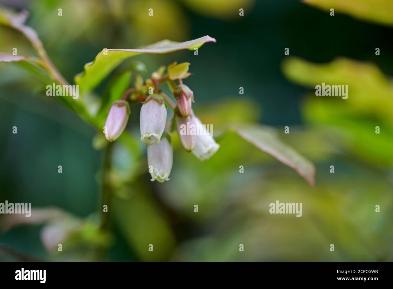 Kleine, cremig-weiße glockenförmige Blüten, die auf einem Heidelbeerbusch im Garten im Frühjahr in Schottland, Großbritannien, blühen Stockfoto