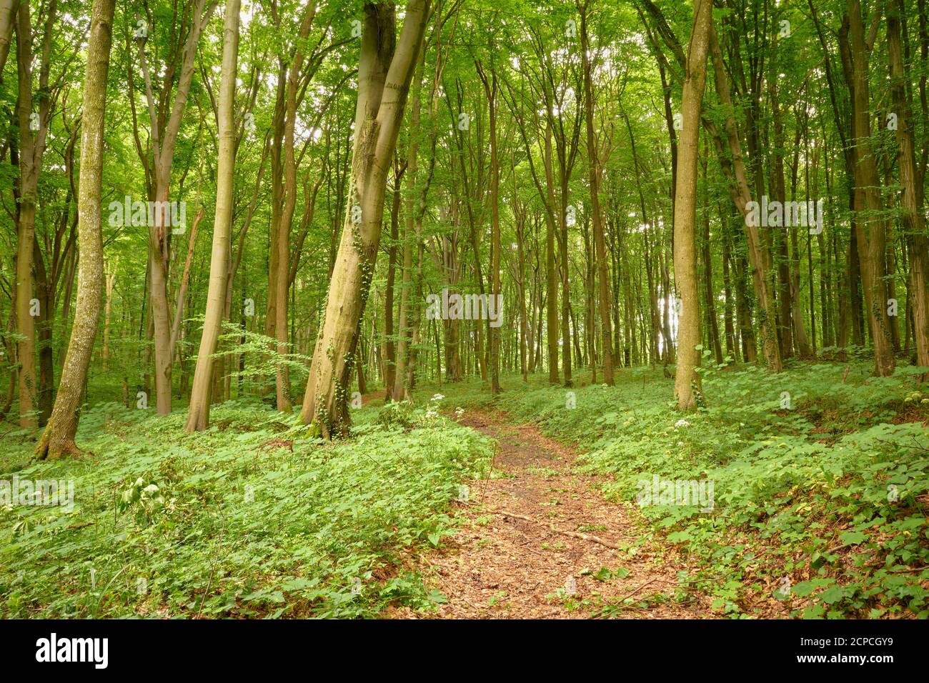 Entspannende grüne Ruhe. Schöner Waldweg. Ruhiger Spaziergang im Wald. Märchenhafte Waldlandschaft. Landschaftlich reizvolle Waldlandschaft. Europäische gemeine Buche Stockfoto