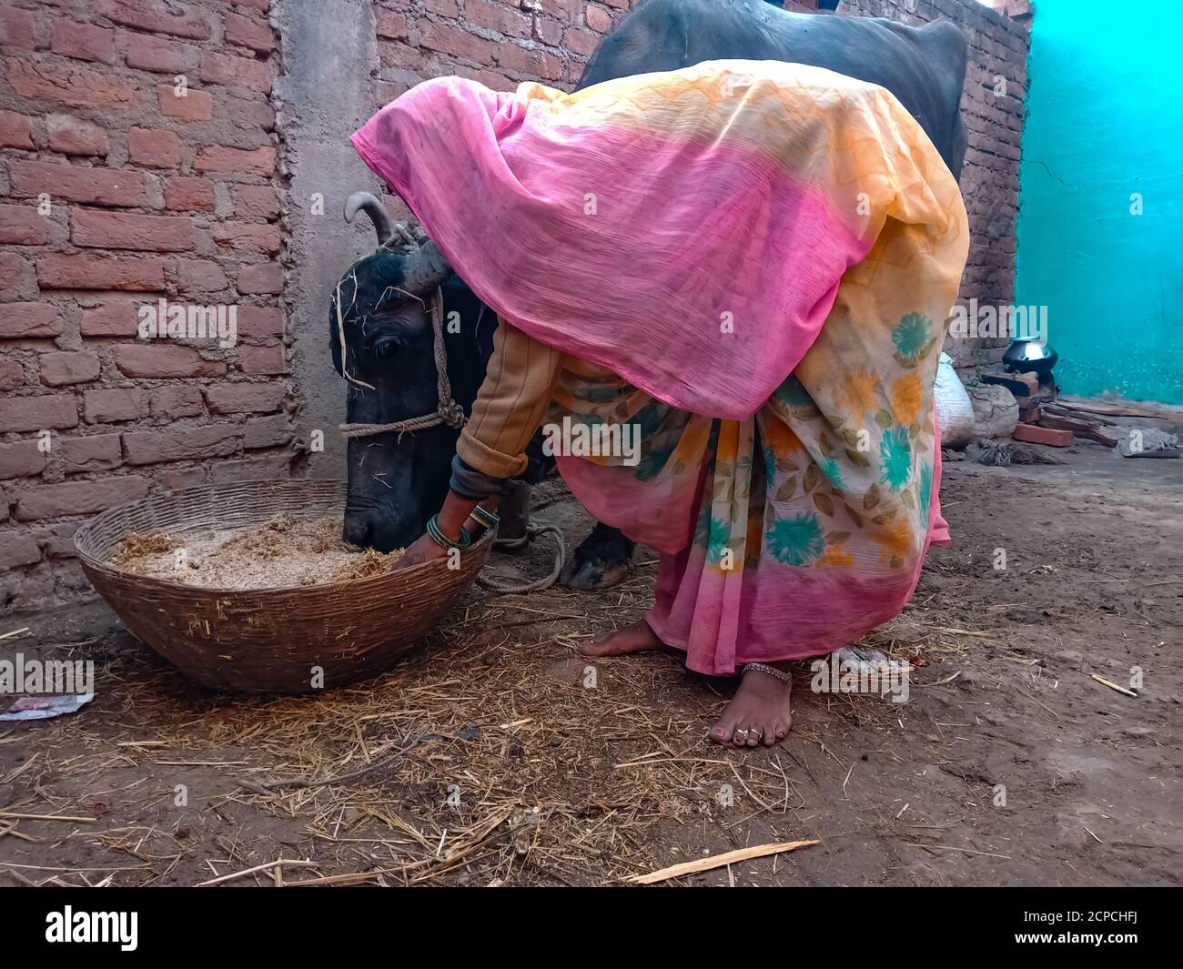 DISTRIKT KATNI, INDIEN - 04. JANUAR 2020: Eine Milchbäuerin, die Büffeln Trockengras in ihrer lokalen Milchfarm, einer indischen Farmszene, gibt. Stockfoto