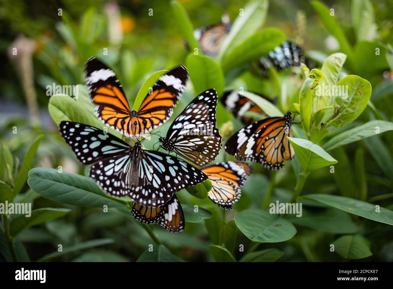 Orange Schmetterling kleiner Monarch, (Danaus chrysippus, Afrikanischer Monarch, gewöhnlicher Tiger) und Tirumala limniace (englischer Blauer Tiger) im Hong Kong Park Stockfoto