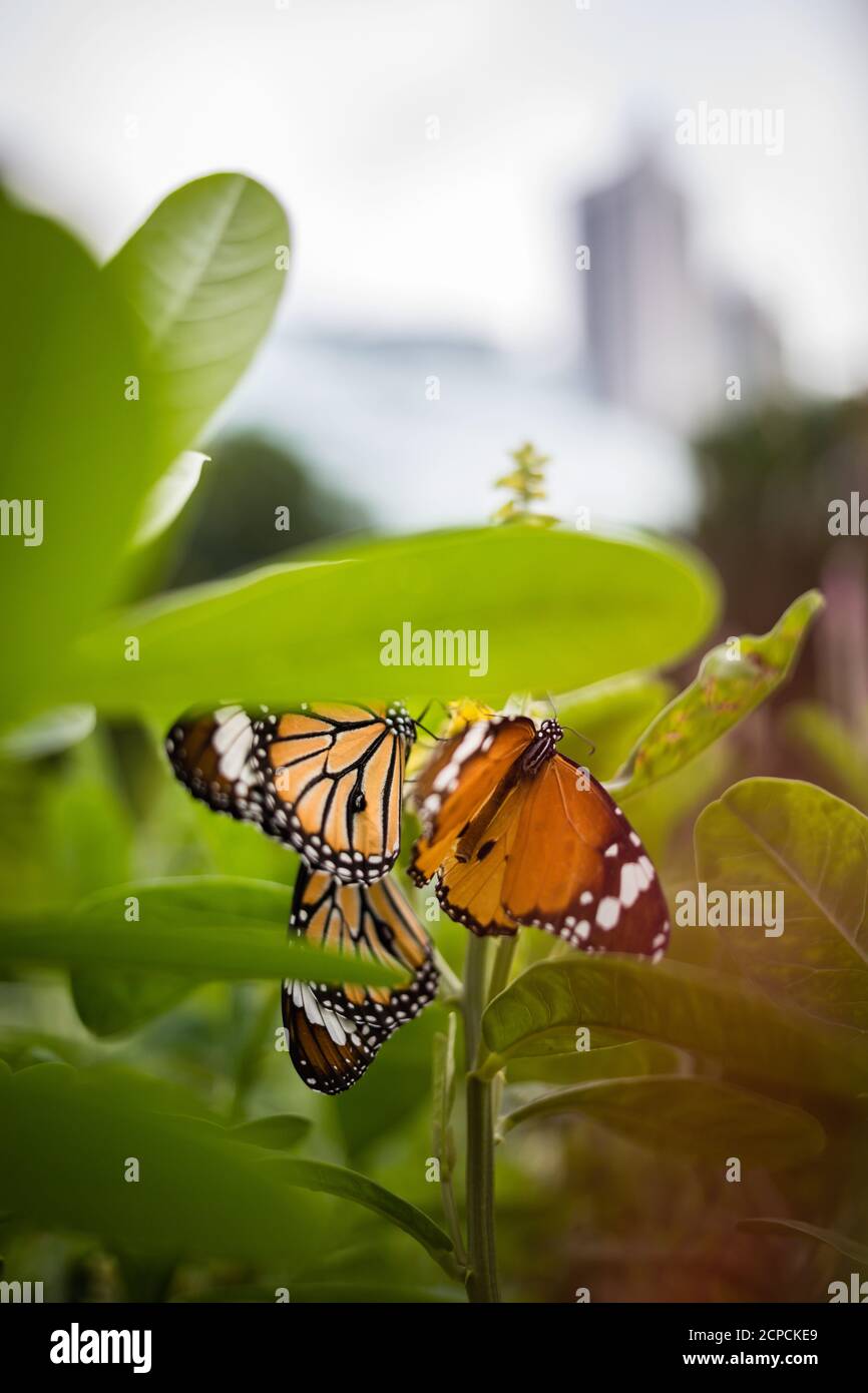 Schmetterling kleiner Monarch, Danaus chrysippus, auch Afrikanischer Monarch oder gewöhnlicher Tiger im Hong Kong Park Stockfoto