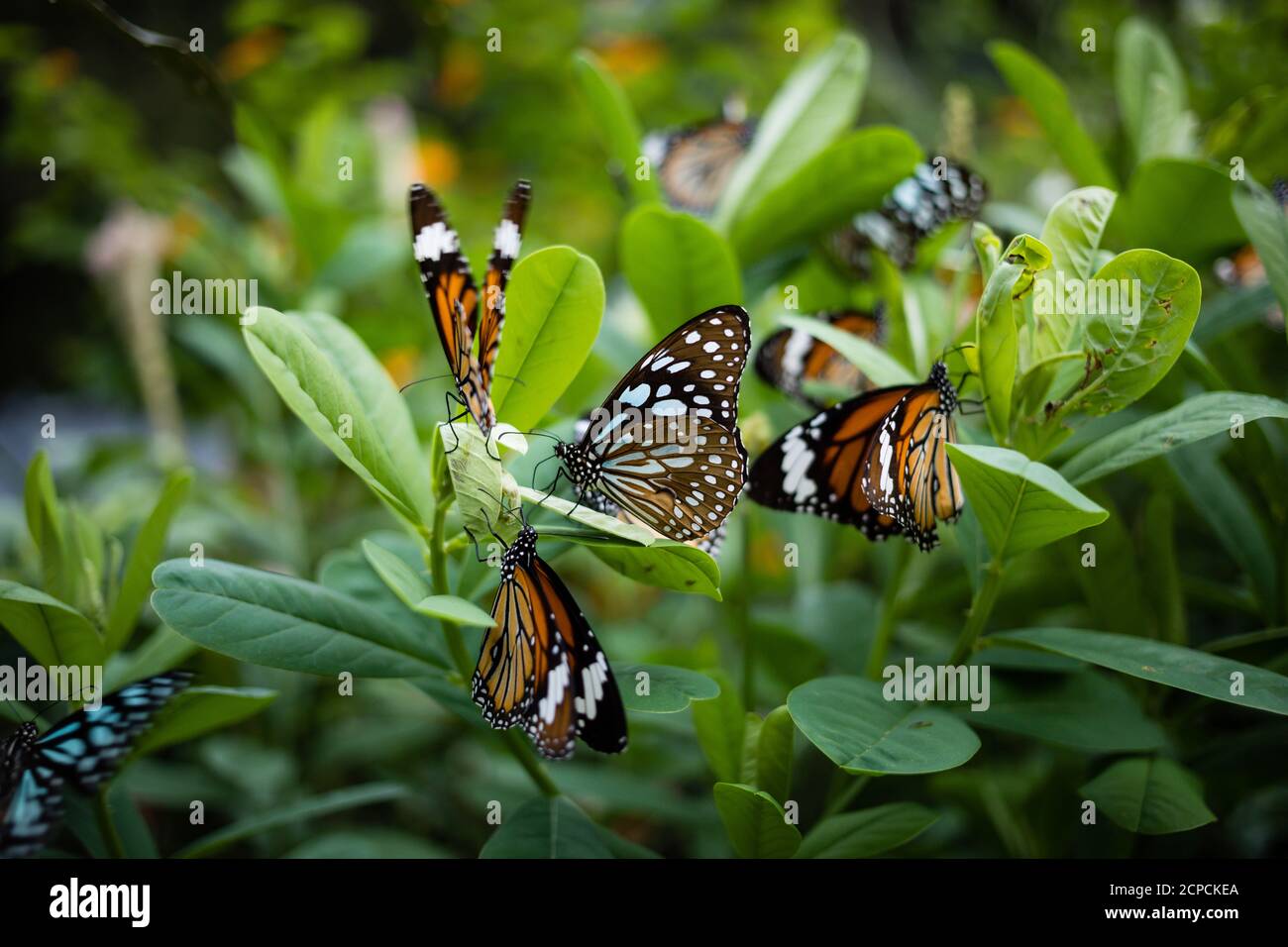 Orange Schmetterling kleiner Monarch, (Danaus chrysippus, Afrikanischer Monarch, gewöhnlicher Tiger) und Tirumala limniace (englischer Blauer Tiger) im Hong Kong Park Stockfoto
