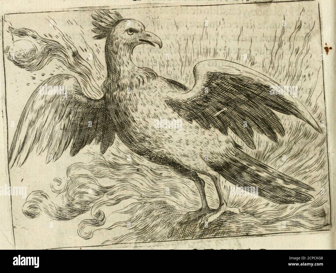 . Govierno allgemein, moralisch, y politico : hallado en las aves mas generosas y nobles : sacado de sus naturales virtudes y propiedades . M PRO- 178 PR OPIEDADES DEL FÉNIX.. LIBRO SEXTO. CAPITVLO XXXIL fítrei.l*. Ml^l^É V^QYE, efcríuen muclios defteeñraño,yVilofi.Li,t. ^^^^^ prodigíofoPaxarojqueesfabulofo, Figof; W^^^k elcorrientedelosmasSantos,Filoroíos,y UX.xáluftL ^^^^^ Efcrítores,de que no lo es,y que lo ay.Esfci i. * el Femx de la corpukncia,y grandeza de vna Águila: lo ^- Del Fénix. 179 lo Mas de la pluma de que fe vlíle,tiene purpureo el Co- on&gt;^„.f. ^ .^,lor,la cabera redonda,y corona Stockfoto