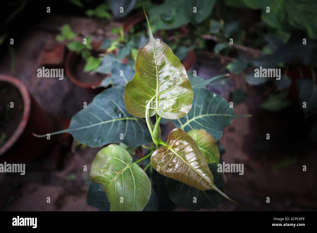 Winziges, neu gewachsenes Peepalbaumblatt in Indien. Stockfoto
