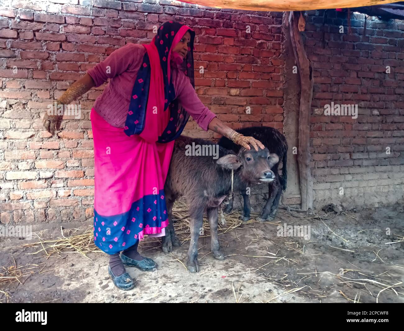 DISTRIKT KATNI, INDIEN - 04. JANUAR 2020: Eine Milchbäuerin, die sich mit Liebe um Büffel kümmert, in ihrer lokalen Milchfarm, einer indischen Farmszene. Stockfoto