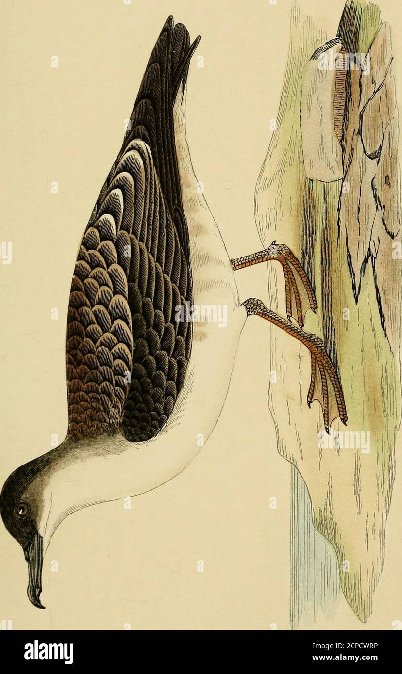 . Eine Geschichte der Vögel Europas, nicht auf den Britischen Inseln beobachtet . OW; Iris braun. Meine Figur stammt von einem algerischen Exemplar, das mir Mr. Tristram entsentstammt. 112 PALMIPEDES. Familie PROCELLARIID^. FBonaparte.) Gattung Puffinus. FBrisson.J AECTICCINEREOUS SHEAEWATER. Piiffinus major. Puffinus Major, Pabee; Prodromus der Island, 1822, Temminck; Manuel, vol. iv, S. 507, 1840. Cinereus, Audubon; Nee Auct. Puffin cendrS Arctique, der Fkench. Großer Grauer Papageientaucher, der Geemane. Spezifische Zeichen. - Kopf und Skapularien von der gleichen dunkelbraun wie die Flügel; Nape hellgrau, bilden eine Art von colla Stockfoto