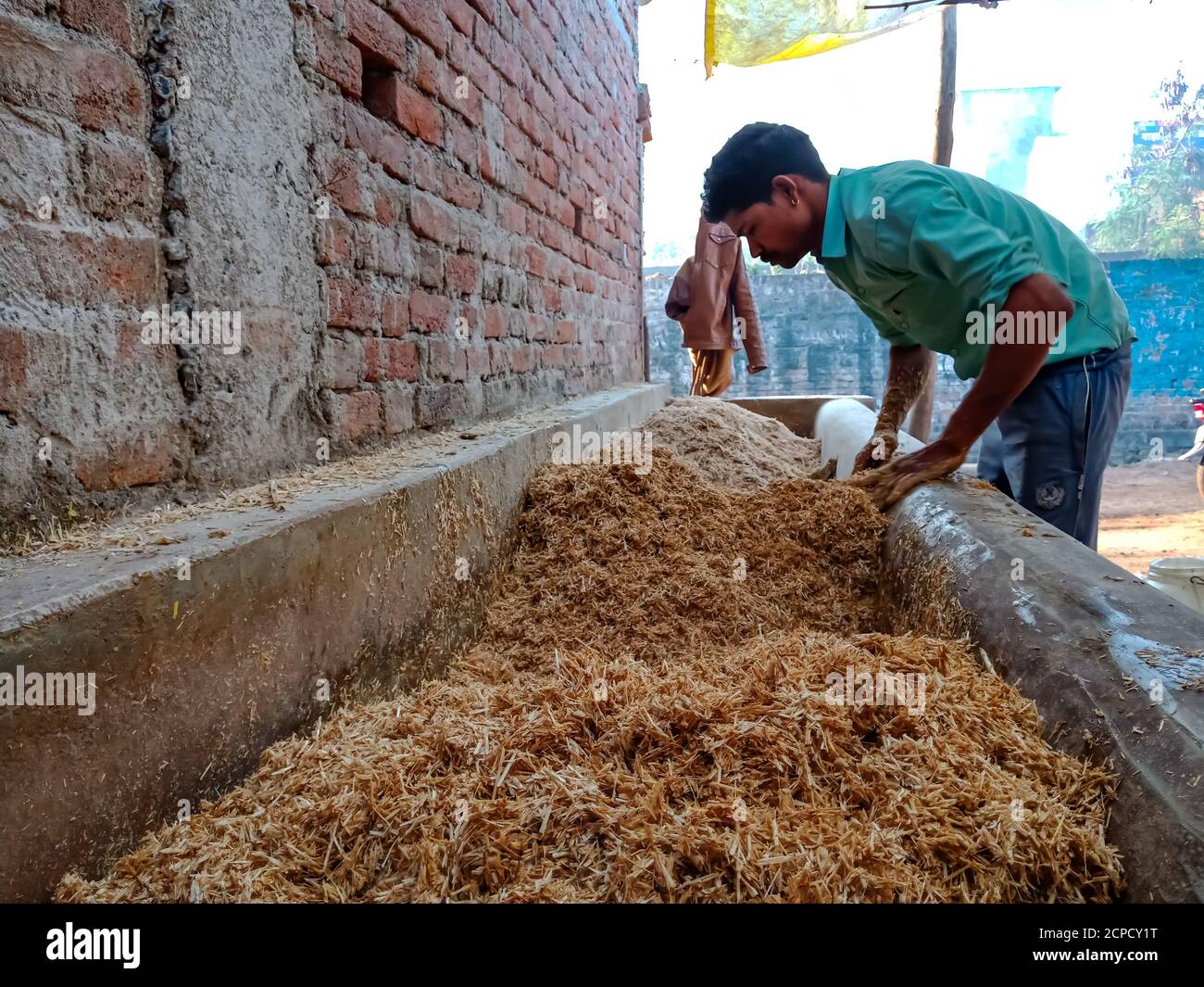 DISTRIKT KATNI, INDIEN - 04. JANUAR 2020: Ein Milchbauer, der Trockengrasbüffel für die Ernährung in seiner lokalen Milchfarm, einer asiatischen Farmszene, herstellt. Stockfoto