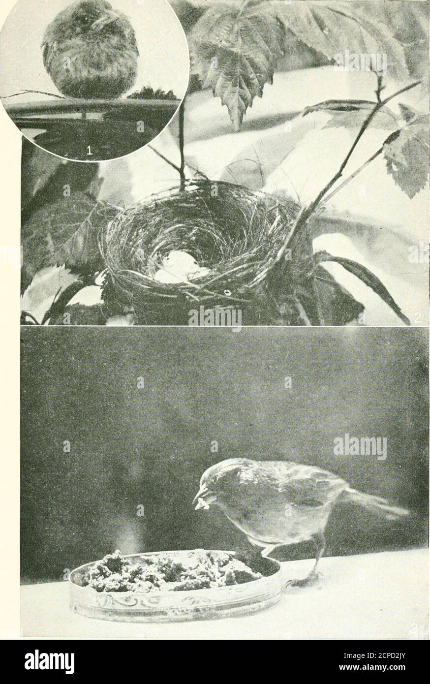 . Westliche Vögel . Seeschwalbe Küste reicht fromeastern Washington, Zentral-Oregon und Montana nach Südkalifornien, südöstlichen New Mexico, undwestlichen Texas, Überwinterung im südlichen Teil seines Bereichs. Diese Green-tailed Towhee ist etwa sieben Zoll lang und seine oberen Teile sind grau, speichern Sie die Flügel und Tailwhich sind ein helles olivgrün. Die helle rufous Krone des Kopfes, weißen Streifen von Auge zu Schnabel, und Weißdorn sind markante Markierungen, die sich als der Vogel auf dem Boden unter den Büschen Futter. Die Seitenflächen der Flügel und unter den Flügeldecken sind gelb, obwohl sie weniger häufig sind Stockfoto
