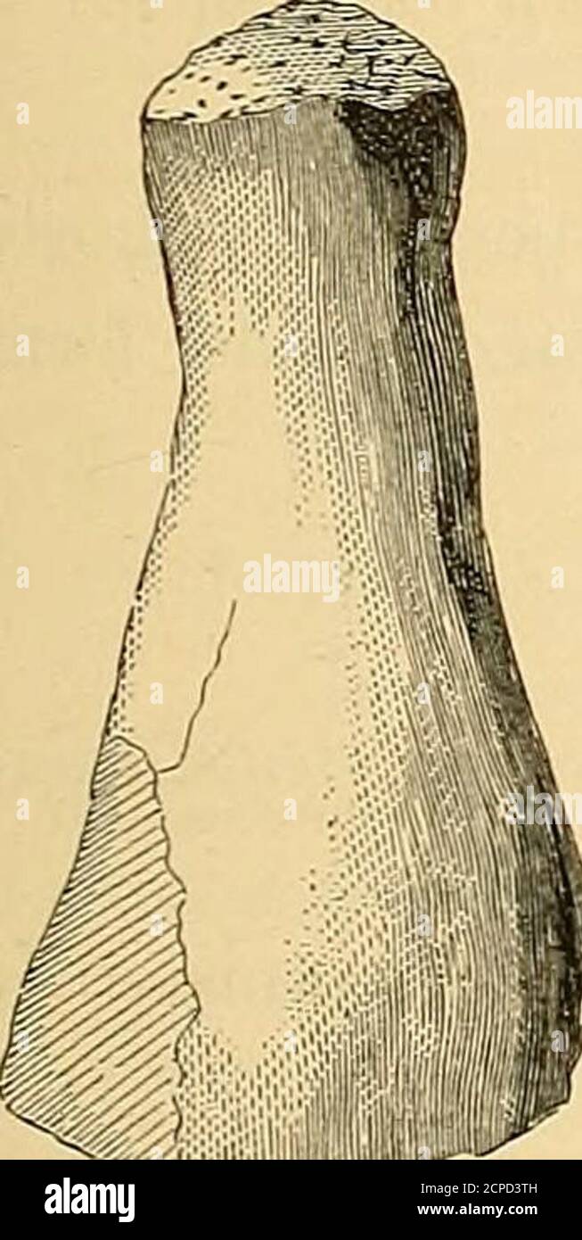 . Synopsis of the Extinct Batrachia, Reptilia and Aves of North America