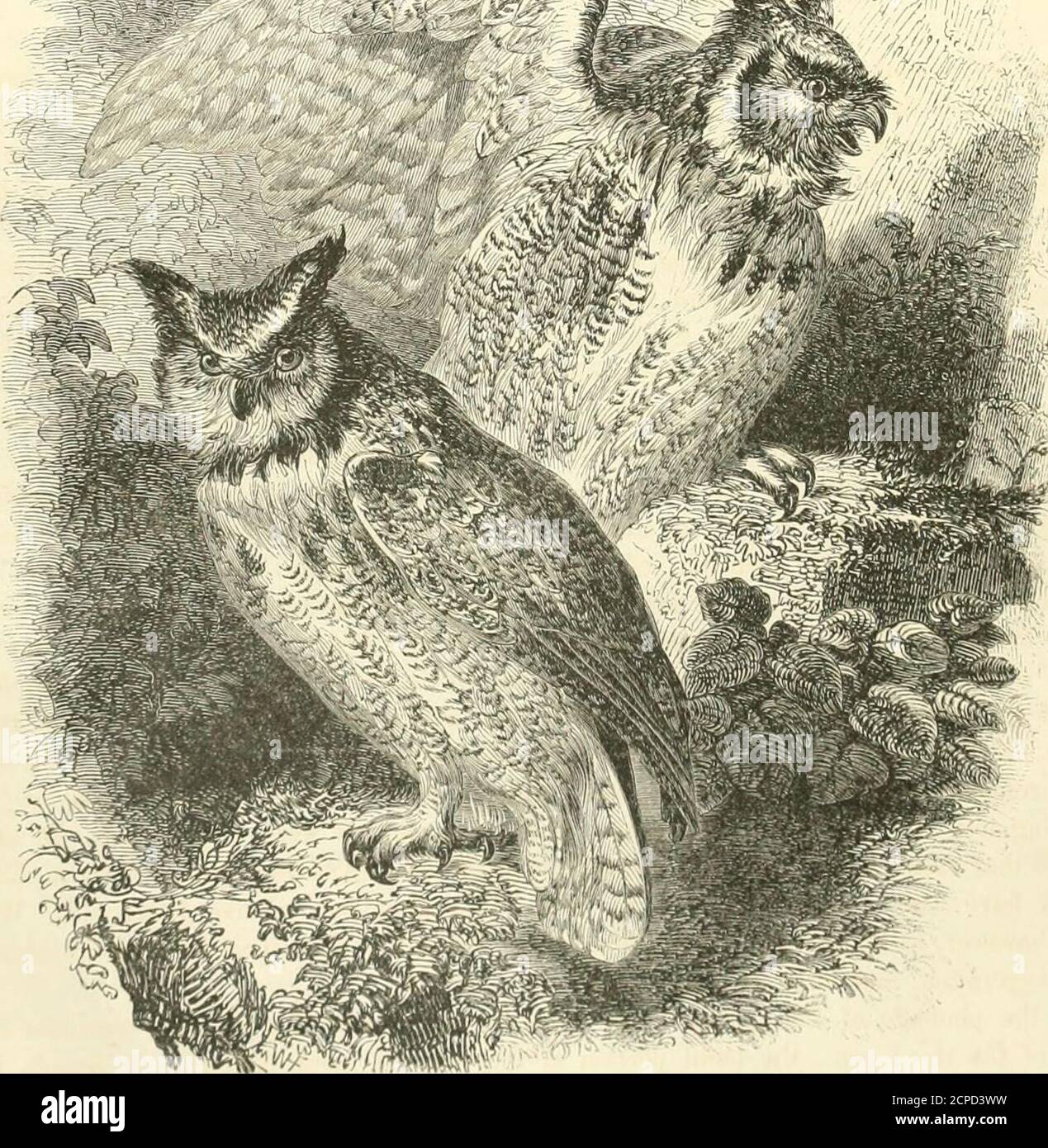 . Die Naturgeschichte von Cassell . ■^^^%^(?j. E A C L K L&GT; V L S . DIE GOLDENE EAOLE. TIS Tlie) cak ist groß, kräftig und tief gebogen; die Augen sind beachtlich hell und durchdringend, und die Zehen sind unter ^Yitll mehrere große kallige Tuberkel, so dass die Krallen, die extrem akut und viel verlängert sind, zu schützen. Von diesen sind die inneren und hinteren bei weitem die größten, und letztere erreicht manchmal eine Ausdehnung von dreien foui Zoll, gemessen entlang seiner Kurve. In seiner Haltung ist der Vogel im Allgemeinen consid-ered, besonders majestätisch, seine mächtige Griff ermöglicht es ihm, seine zu halten Stockfoto