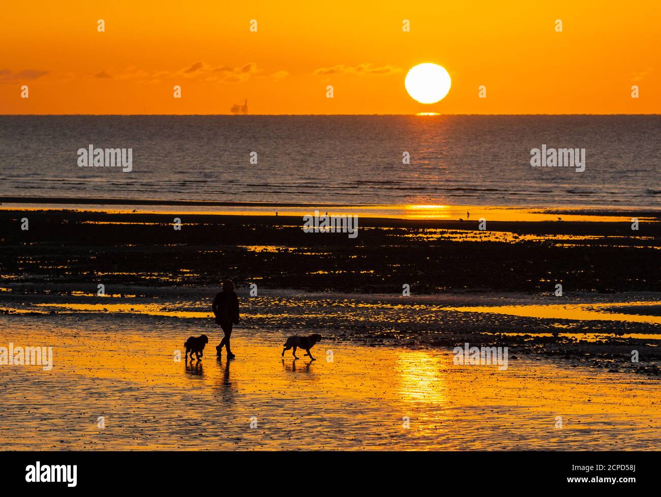 Person, die Hunde an einem Strand an einem eiskalten Morgen, wenn die Sonne über dem Meer in Großbritannien aufgeht. Wintersonnenaufgang. Stockfoto