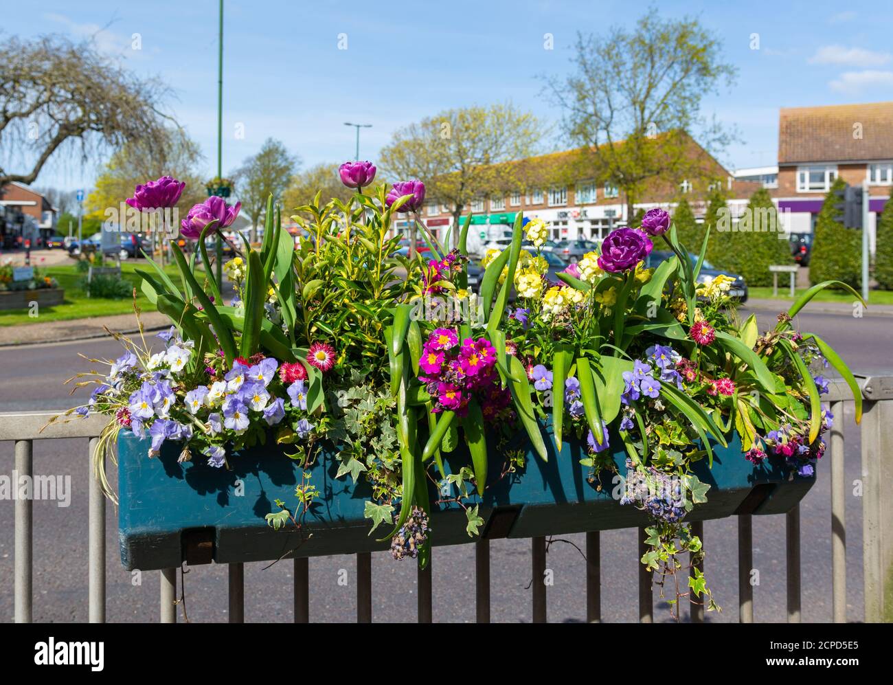 Frühling Blumen in voller Blüte in der kleinen englischen Stadt Rustington, West Sussex, England, UK. Stockfoto