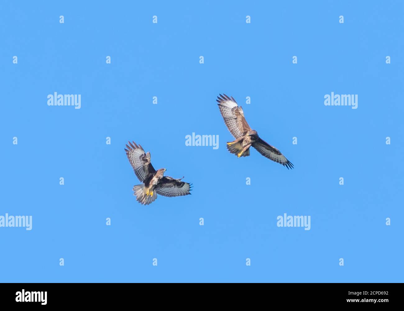 Paar Bussard Vögel (Buteo buteo), Greifvögel, im Flug, spielen kämpfen. Bussarde fliegen gegen blauen Himmel in West Sussex, England, Großbritannien. Stockfoto