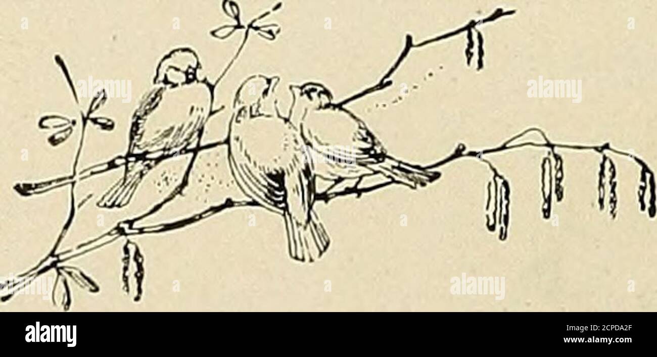 . Vogelkunde . Frühling zu seinem baleful Blendung; sie kann nachdenklich oder faul gewesen sein; auf jeden Fall verzögerte sie ihre Abreise. Mit einem Auge, das gelegentlich nach oben geworfen wurde, oder benevolent auf ihre Jungvögel fixiert war, verfluchte sie die Zeit. Es war während der Abgänge, dass die Deckel des inneren Auges der Kamera still geöffnet wurden, und, auf amovement auf ihrer Seite, als still geschlossen. In der Zwischenzeit machte der fleißige Mann drei Lebensmittel Tripsto ihr eine. Der Tarif, den er zur Verfügung stellte, bestand vollständig aus kleinen, halblangen Grünsäulen. Die einzige Besonderheit, die diese Bla unterscheidet Stockfoto