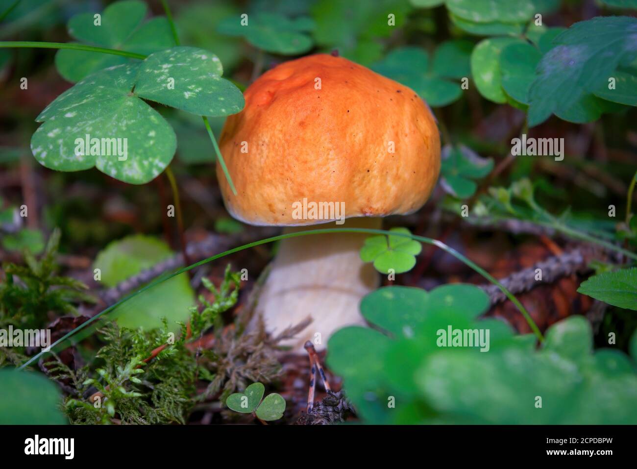 Essbarer Pilz Leccinum aurantiacum mit orangen Kappen. Stockfoto