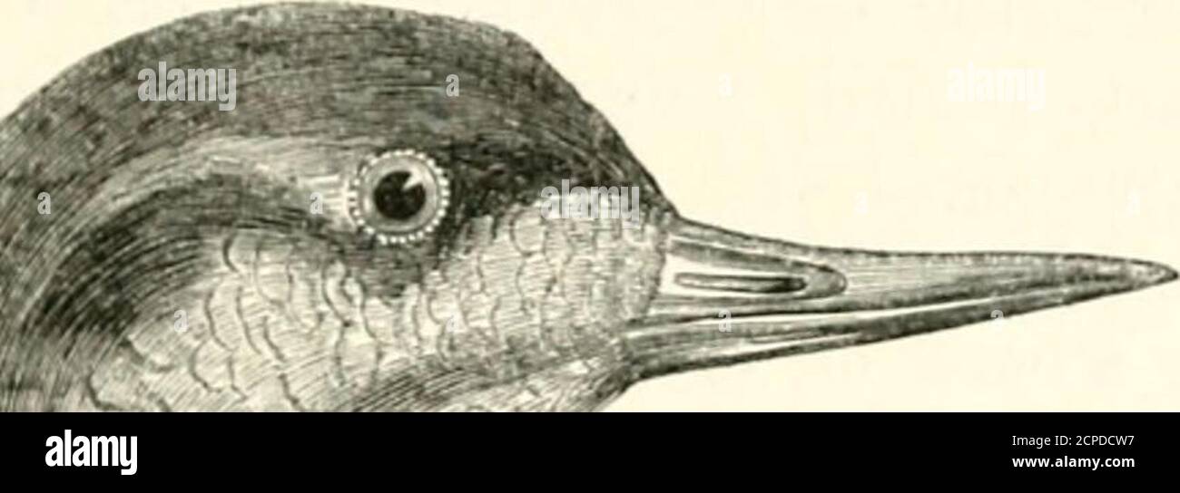 . Eine Geschichte der britischen Vögel, indigene und Zugvögel: Einschließlich ihrer Organisation, Gewohnheiten und Beziehung; Bemerkungen über die Klassifizierung und Nomenklatur; ein Konto der wichtigsten Organe der Vögel, und Beobachtungen im Zusammenhang mit der praktischen Ornithologie .. . t der Hinterzehe schärfer und geschwungener. Gefieder ziemlich kompakt oben, gemischt unten, veryshort auf dem Vorderteil des Kopfes und auf der Mitte des Rückens; scapulars verlängert und schmal. Flügel lang, schmal, spitz; Federkiel sechsundzwanzig; Primaries verjüngend, die erste längste, der Rest schnell giaduatcd; äußere Sekundarien kurz, eingekrüppt, schräg Stockfoto