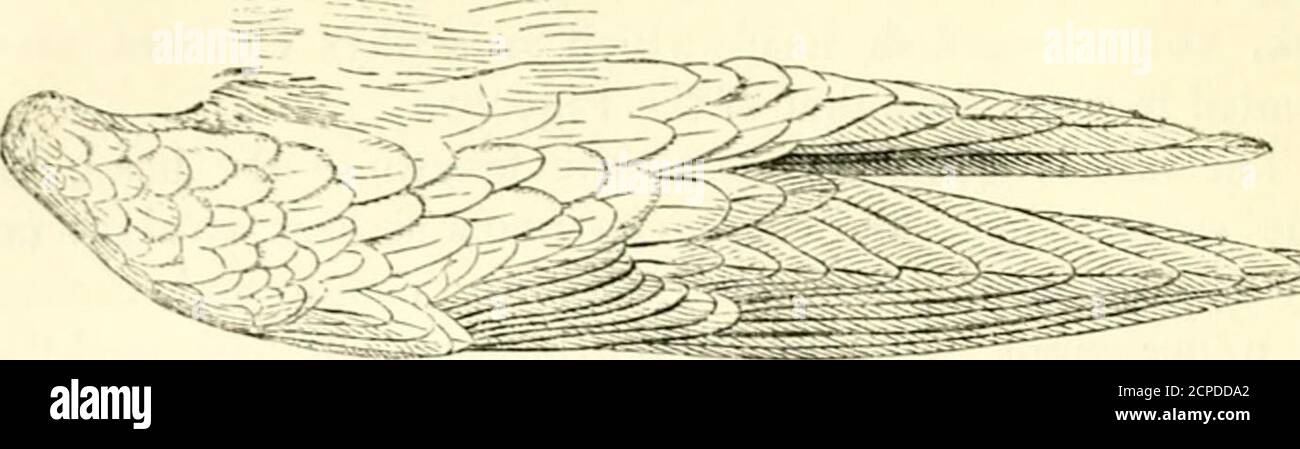 . Eine Geschichte der britischen Vögel, indigene und Zugvögel: Einschließlich ihrer Organisation, Gewohnheiten und Beziehung; Bemerkungen über die Klassifizierung und Nomenklatur; ein Konto der wichtigsten Organe der Vögel, und Beobachtungen im Zusammenhang mit der praktischen Ornithologie .. . 68 PLUVIALIN^.. Das Gefieder ist nah, kurz und allgemein gemischt; thefeathers länglich, gerundet, mit losen Rändern; travel auf theface sehr kurz, auf dem mittleren und Hinterteil des Rückens alsoshort; travel scapulars sehr lang und schmal. Tlie Flügel arelong, schmal, spitz, oder mäßig abgerundet, mit fünfundzwanzig Federn; die inneren Sekundärarien el Stockfoto