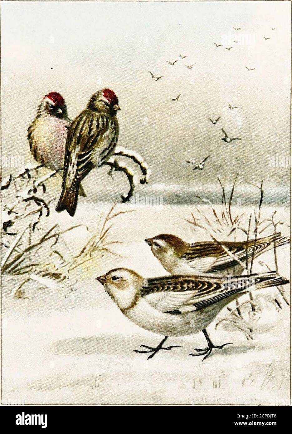 . Vogelwelt: Ein Leitfaden für das Studium unserer gemeinsamen Vögel . y, kompakte Struktur von Schlamm und Gräser. Es wird normalerweise in Bäumen, zwanzig bis dreißig Fuß vom Boden, aber der Vogel kann irgendwann in Büschen oder sogar in einem Specht verlassen hole.The drei bis sechs Eier sind in der Regel blass bläulich grün, auffallend getupft, fleckig, oder mit braunem undschwarz gekratzt. Aber eine Brut wird aufgezogen, und wenn der Junge das Nest verlässt, wandern sie in kleinen Banden durch das Land, die sich später zusammenschließen und die ungeheuren Schwärme dieser Vögel bilden, die wir im Herbst sehen. Die Bobolinks verlängerten Fahrten und unterscheiden sich durchaus Stockfoto