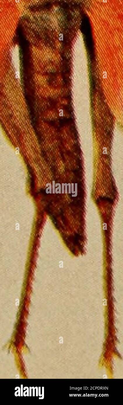 . Vögel und Natur . .*^^.4. i m Hippiscus ne^lectus.Dissostcira Carolina. H;w GEMEINSAME AMERIKANISCHE HEUSCHRECKEN. Lebensdauer. Größe. Ari)lua tcnolirosa. Schistocrrca aiiiu-ricanuiu. COPYRIGHT 1904, DURCH Molanoplus differentialis.Hippiscus tiiberculatus. EINIGE AMERIKANISCHE HEUSCHRECKEN. Die Grasshopper sind die bekanntesten und bekanntesten der großen Insektensparten, die man in jedem Feld, im Wald, am Straßenrand und sogar in unsern Höfen der Stadt sehen kann. In den heißen Monaten der Aug-USt kann das Lied der Heuschrecke erhört werden, zu welcher Zeit, wird uns vom Bauern-Naturforscher gesagt, dass wir h Stockfoto