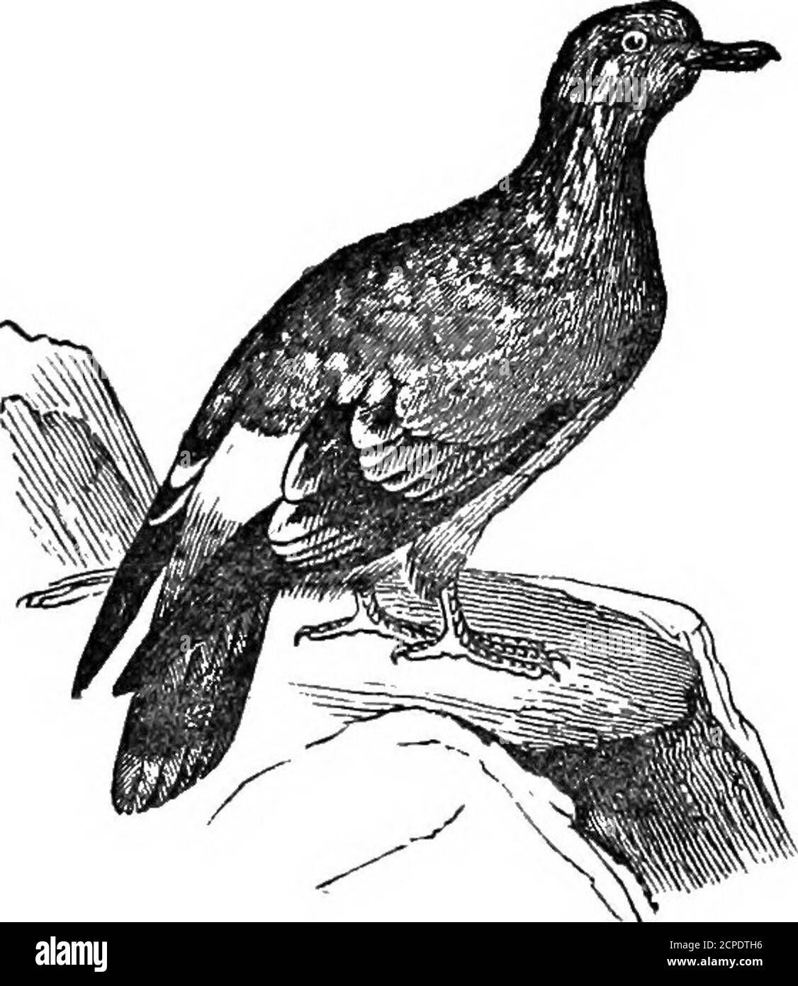 . Der amerikanische Vogel-Fancier; betrachtet mit Bezug auf die Zucht, Aufzucht, Fütterung, Verwaltung und Besonderheiten von Käfig- und Hausvögeln; mit Bemerkungen über ihre Krankheiten und Heilmittel; . ld Dovej re,) von ORNITHOLOOISTg. Op the French.Op the Germans. Op die Spanier. Der PoRTUOtlESE. Die Italiener. [ von DEN britischen Andi Anglo-Amerikanern. Sie Felsen oder wilde Taube von Europa ist bekannt als die Bewohner der Taubenhäuser in verschiedenen Teilen der Welt, oder Taubenbetten, wie sie häufiger genannt werden, Gebäude, die ausdrücklich zum Zwecke der Eindämmung von Kolonien dieser Vögel errichtet wurden. Stockfoto