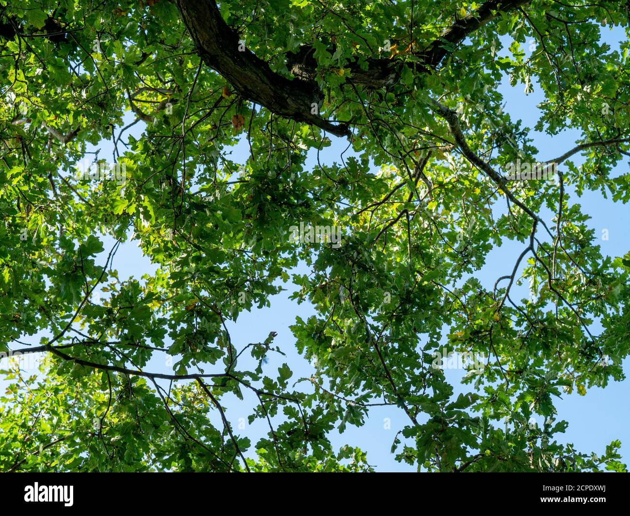 Blick nach oben durch die Zweige und Blätter einer Eiche Baum zu einem blauen Himmel Stockfoto