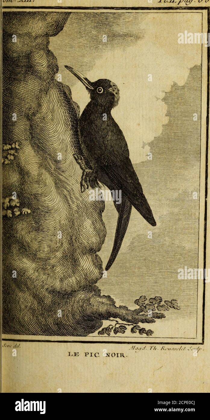 . Histoire naturelle des oiseaux . A coit^leur-, elle eft Dun noir moins profond .& na de Rouge quà locciput, & quel-quefois elle nen a Point du tout -, onobferve que le Rouge defcend plus basfur la nuque du cou dans quelques in-dividus , & ce font les vieux mâles. Le pic noir difparoît Anhänger lhiver.Agricola croit quil demeure caché dansdes trous darbres (o); maisFrifch affluequil part & fuit la rigueur de la faifon,Pendant laquelle toute fubfiftance luimanque , parce que, dit-il, lés vers dubois senfoncent alors davantage , fourmiliières enfeveîies quelé nea sligé. Stockfoto